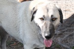 Silah the Turkish Kangal