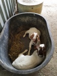 Trough doubles as bed for these kids. 