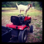 Trixie- Queen of the tractor