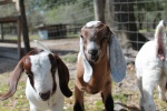 Baby goats are the cutest